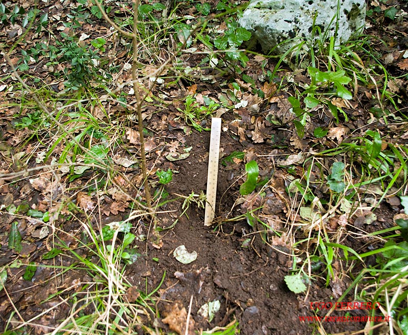 Fatte nel bosco: di chi sono ?